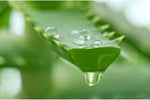 Load image into Gallery viewer, ALOE VERA Carrier Oil (Macerated)..