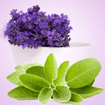 Load image into Gallery viewer, LAVENDER SAGE FRAGRANCE OIL-NATURE'S GARDEN-1OOML"