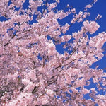 Load image into Gallery viewer, JAPANESE CHERRY BLOSSOM FRAGRANCE OIL- NATURE GARDEN