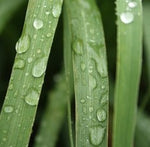 Load image into Gallery viewer, Lemongrass Peel Essential Oil..
