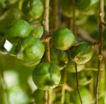 Load image into Gallery viewer, Macadamia -Carrier Oil-Unrefined''