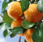 Load image into Gallery viewer, Tangerine Peel Essential Oil