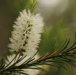 Load image into Gallery viewer, Tea Tree Hydrosol