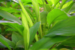 Load image into Gallery viewer, Turmeric Essential Oil