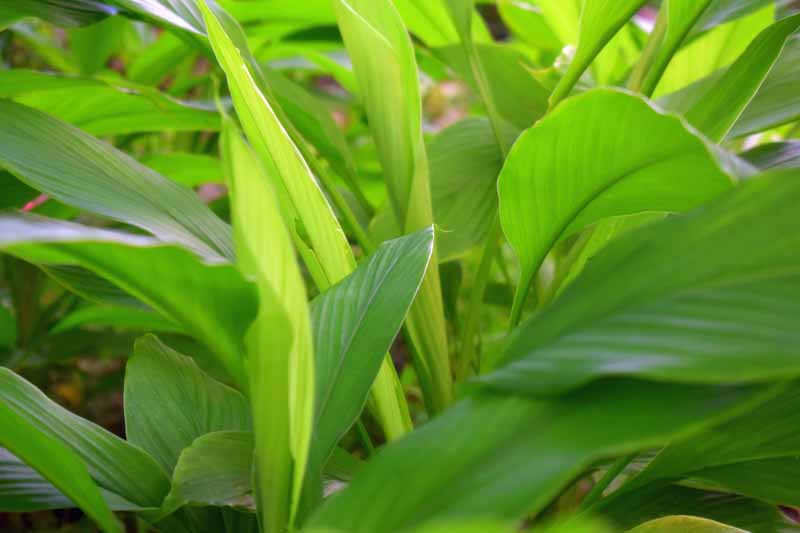 Turmeric Essential Oil