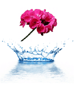 Load image into Gallery viewer, Geranium hydrosol