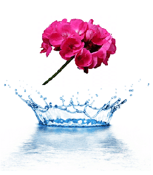 Geranium hydrosol