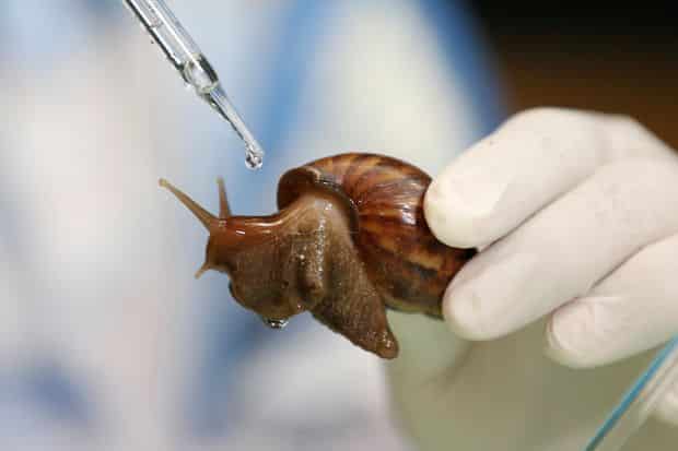 Snail Slime Fluid – Deoorganic